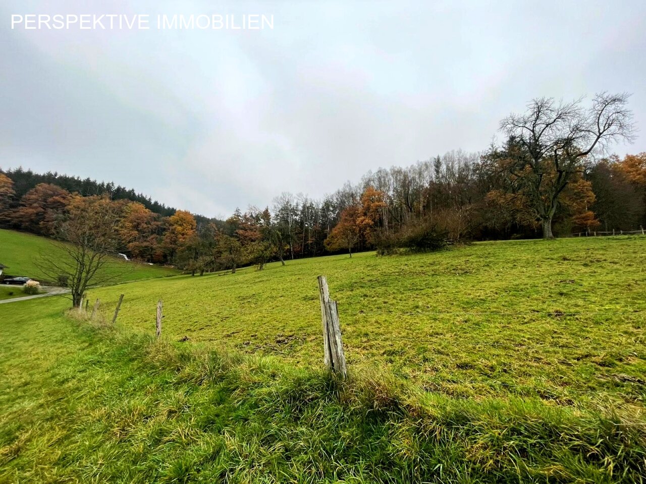 Ausblick Wald